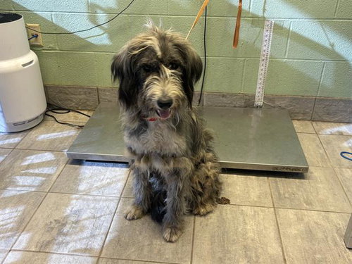 OREO, a dog for adoption from Grand Prairie Animal Services