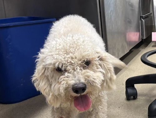 POE, a dog for adoption from Grand Prairie Animal Services