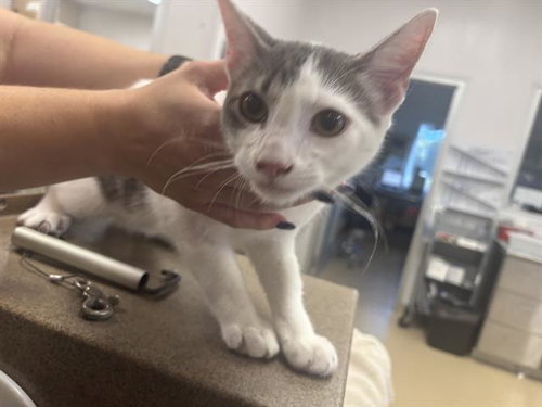 CASPER, a cat for adoption from Grand Prairie Animal Services