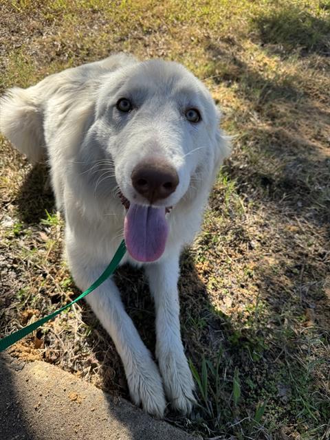 YAWEN, a dog for adoption from Grand Prairie Animal Services