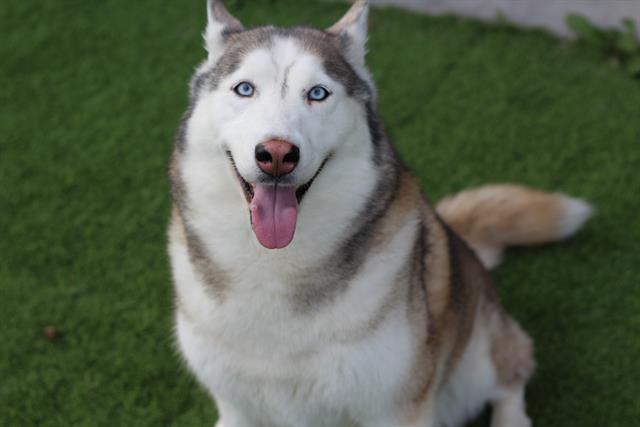 Hachi