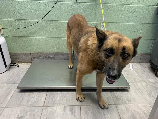 Bronco - German Shepherd Dog