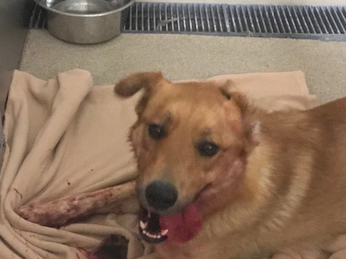 SIMBA, a dog for adoption from Grand Prairie Animal Services