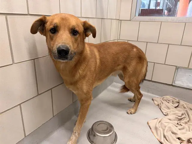 Simba - Labrador Retriever