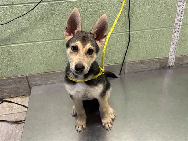 Radar - German Shepherd Dog