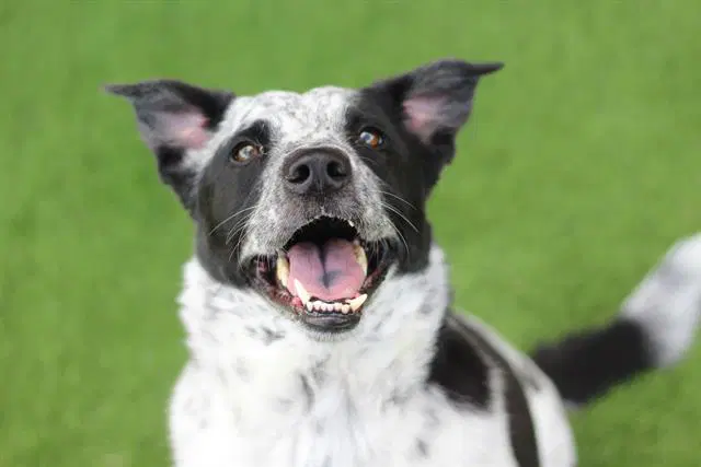 Maze - Australian Cattle Dog/Blue Heeler