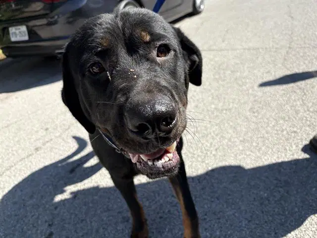 Bilbo - Rottweiler