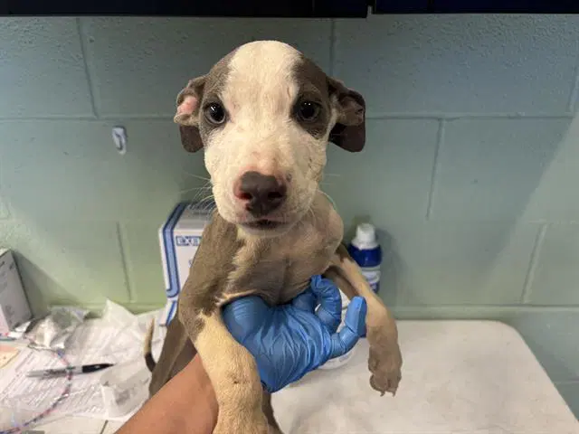 Metro Man - American Pit Bull Terrier