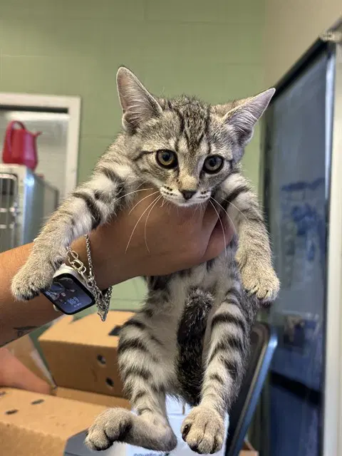 Belle - Domestic Short Hair