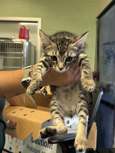 Arnold - Domestic Short Hair
