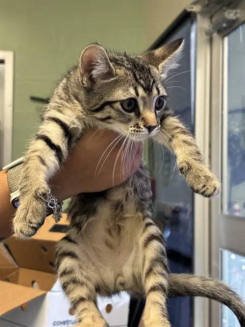 Eric - Domestic Short Hair