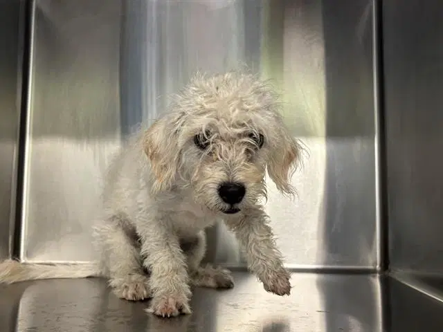 Blanca - Poodle (Miniature)