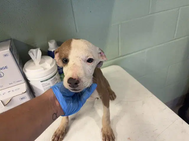 Mega Mind - American Pit Bull Terrier