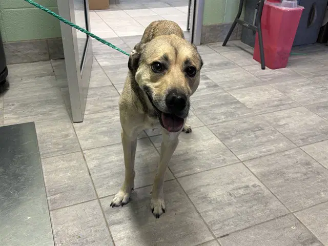 Vela - Labrador Retriever