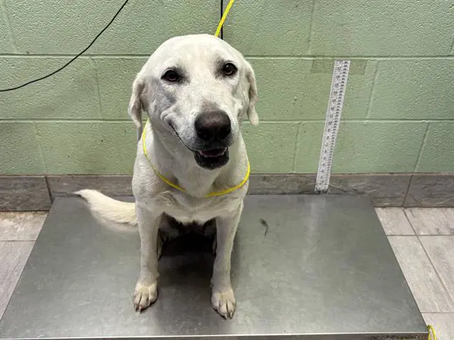 Sally - Labrador Retriever