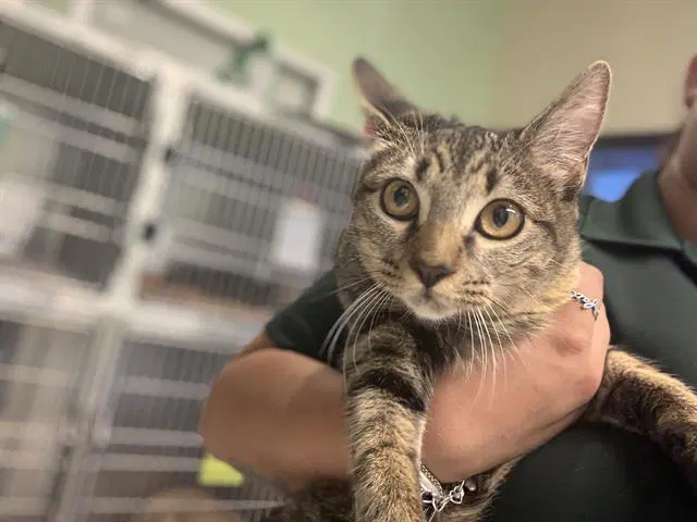 Andy - Domestic Short Hair