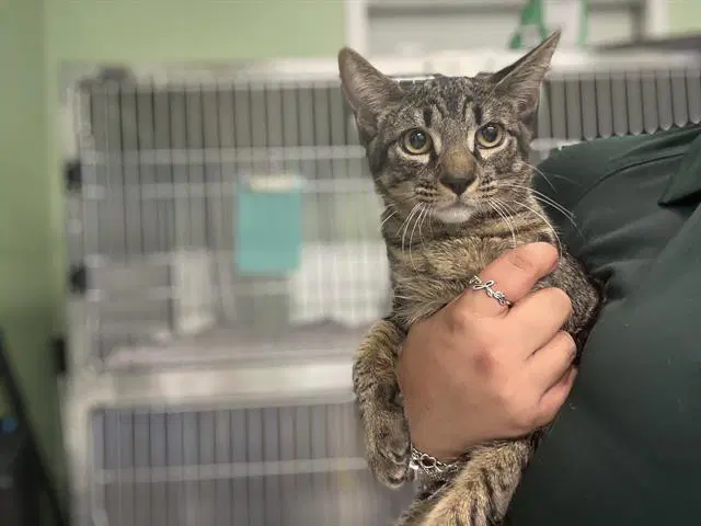 Mouth - Domestic Short Hair