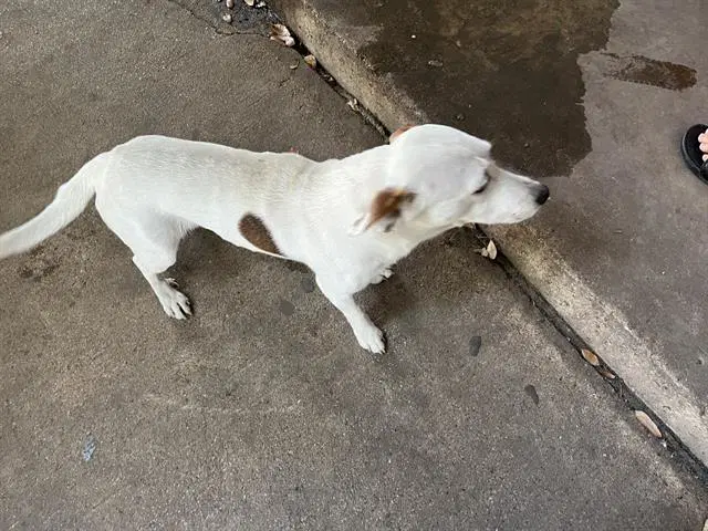 Drako - Jack Russell Terrier (Parson Russell Terrier)