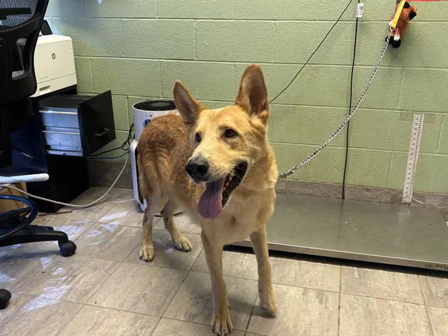 Brave - German Shepherd Dog