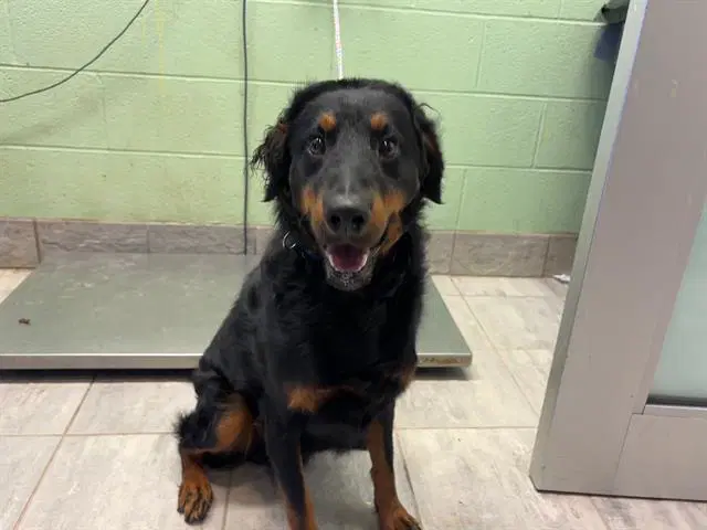 Fabio - Rottweiler