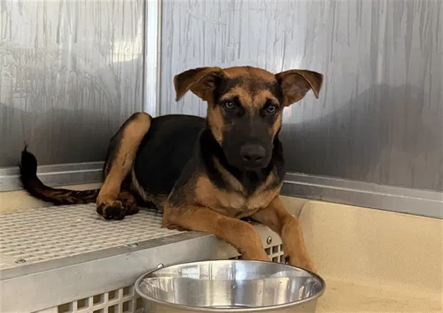 Flint - German Shepherd Dog