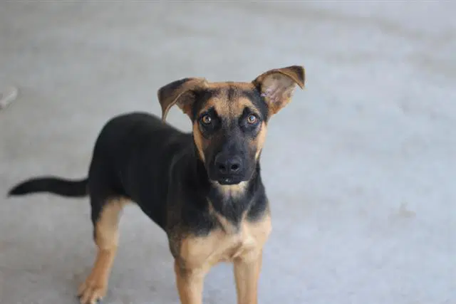 Flint - German Shepherd Dog