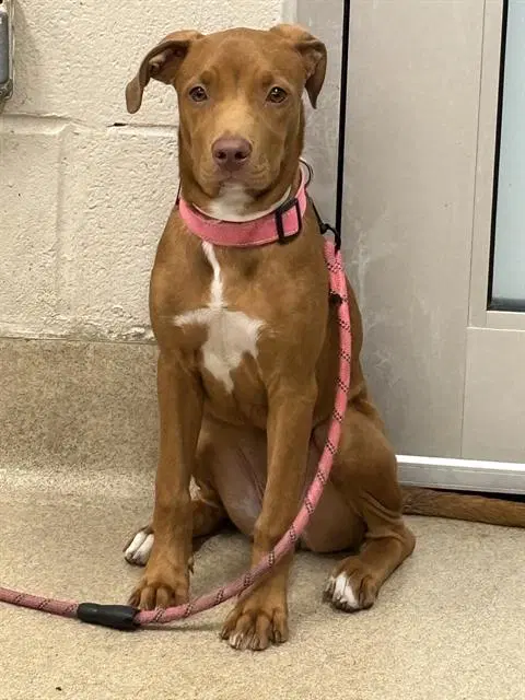 Jolyne - American Staffordshire Terrier