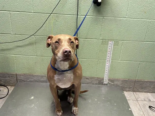 Chapo - American Staffordshire Terrier