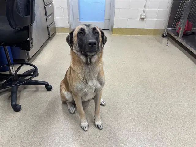 Angus - German Shepherd Dog