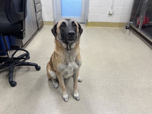 Angus, German Shepherd Dog / Anatolian Shepherd / Mixed (medium coat)
