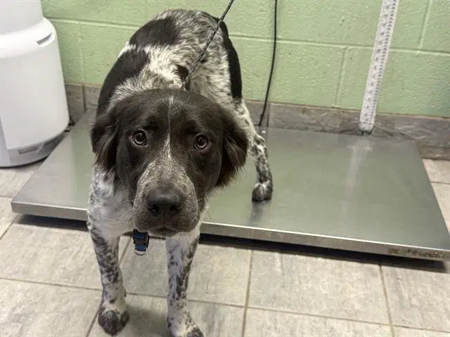 Sabrina - Australian Cattle Dog/Blue Heeler