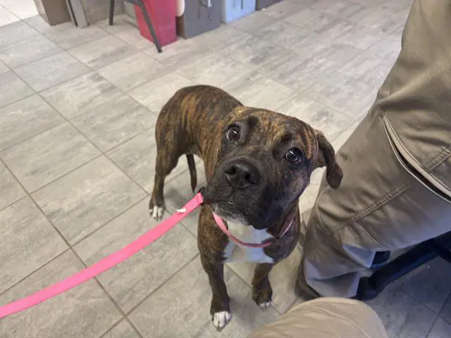 Sophie - Boxer