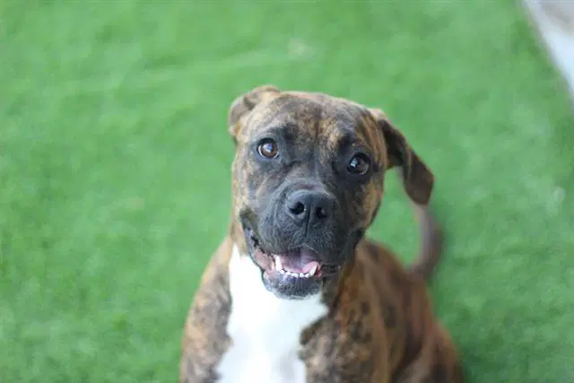 Sophie - Boxer
