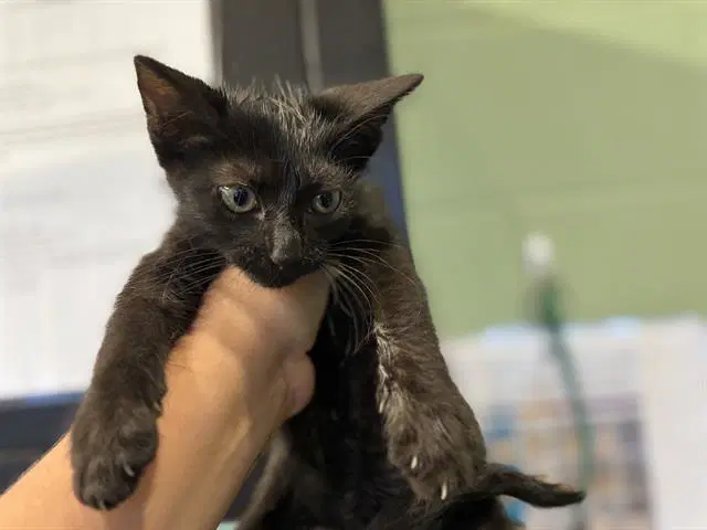 Unknown - Domestic Short Hair