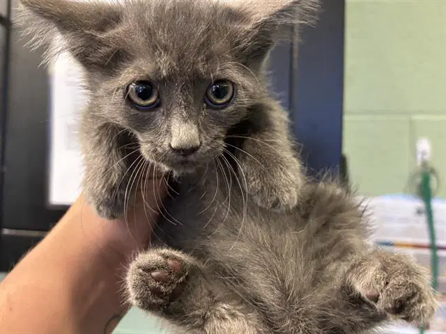 Unknown - Domestic Short Hair