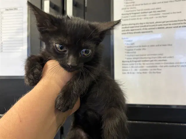 Unknown - Domestic Short Hair