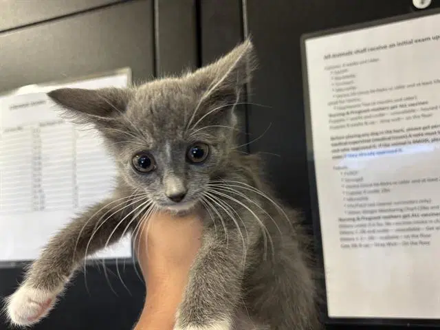 Unknown - Domestic Short Hair