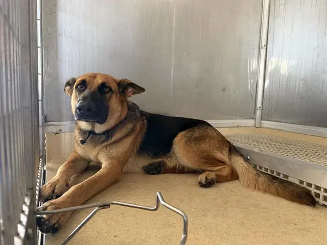 Opal - German Shepherd Dog