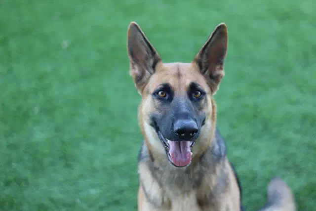 Opal - German Shepherd Dog