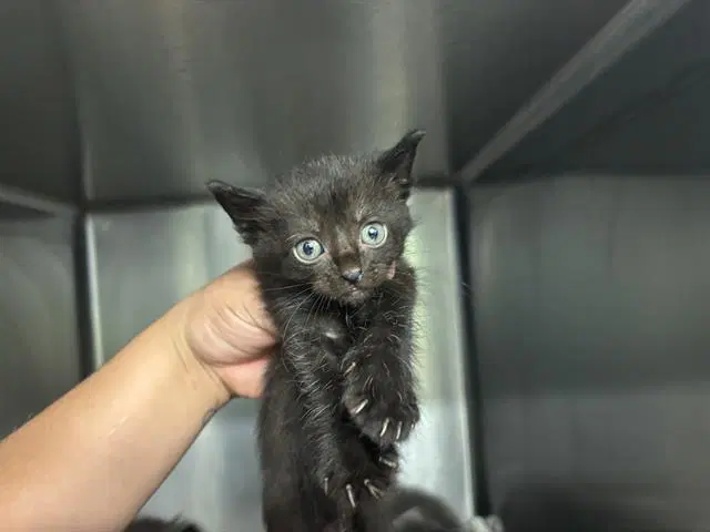 Pop - Domestic Short Hair