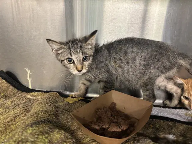 Tim - Domestic Short Hair