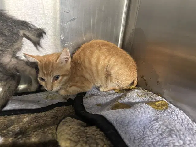 Carlos - Domestic Short Hair