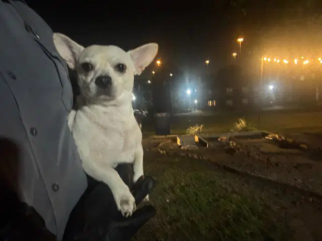 Bradford - Chihuahua