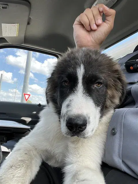 Jared - Great Pyrenees