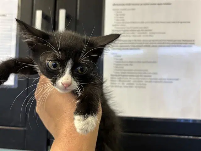 Diane - Domestic Short Hair