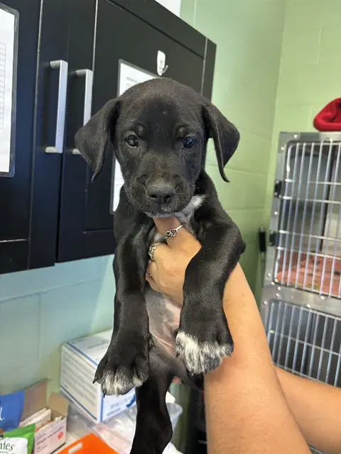 Brandon - Dalmatian