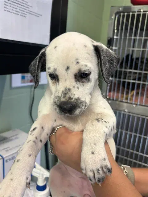 Penny - Dalmatian