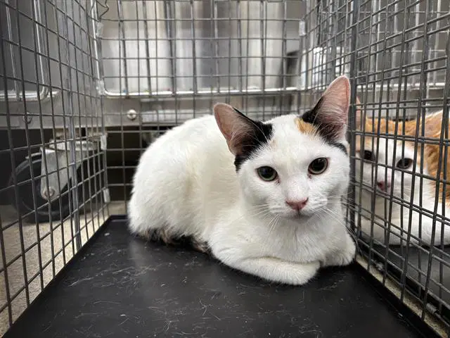 Unknown - Domestic Short Hair