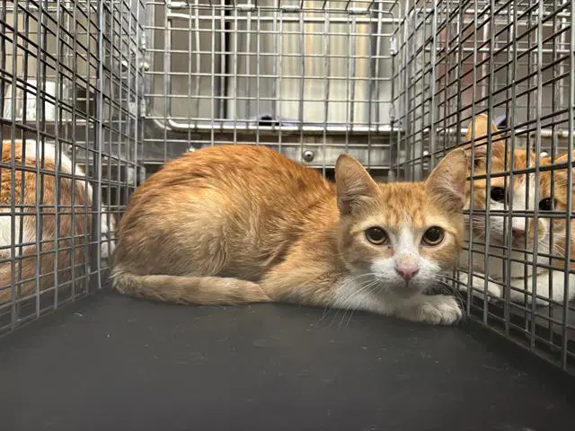 Unknown - Domestic Short Hair