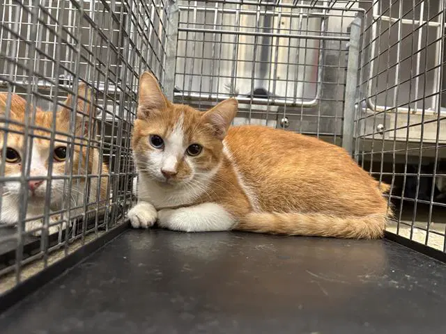 Unknown - Domestic Short Hair